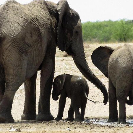 Etosha Safari Lodge, Etosha National Park, Namibia أوتجو المظهر الخارجي الصورة