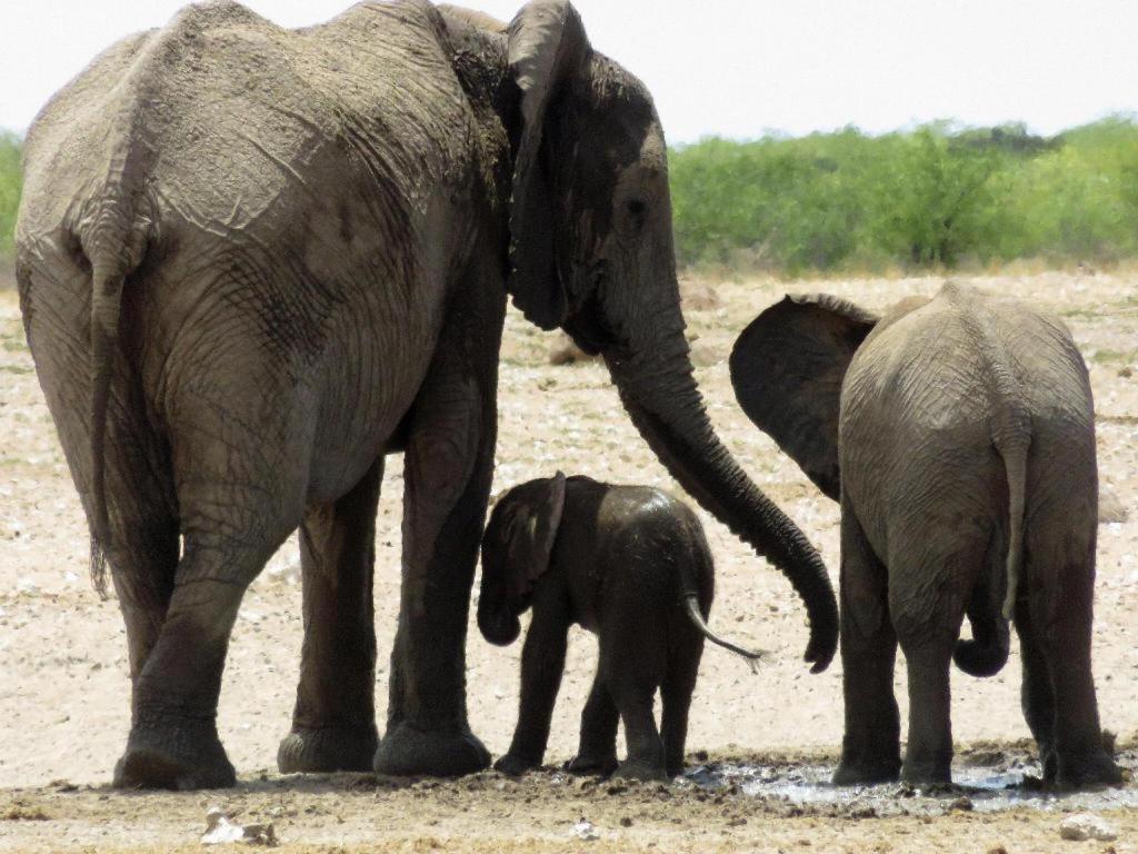 Etosha Safari Lodge, Etosha National Park, Namibia أوتجو المظهر الخارجي الصورة