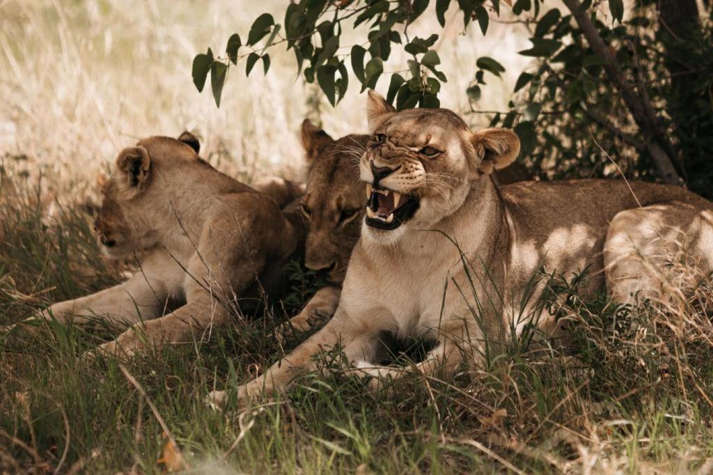 Etosha Safari Lodge, Etosha National Park, Namibia أوتجو المظهر الخارجي الصورة